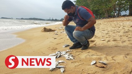 Dead fish found on Melaka beach most likely dumped by fishermen, says CM