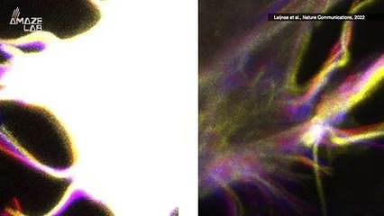 Your Cells Have Tentacles That Experts Say Could Help Us Better Understand Cancer