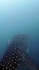 Tagging a Whale shark with External Transmitter in Cocos Island