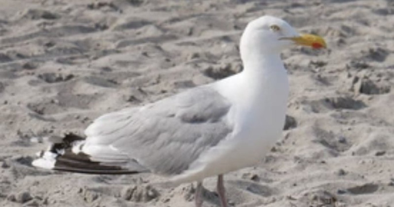 Morbihan : un goéland argenté retrouvé tagué à la peinture de chantier