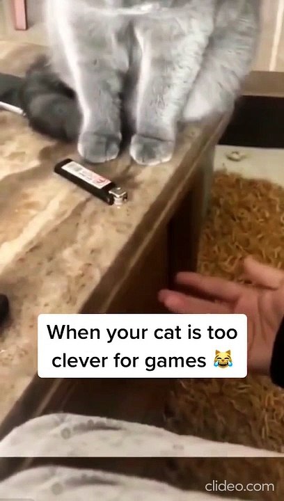 When your Cat too Clever for Game- Viral Video