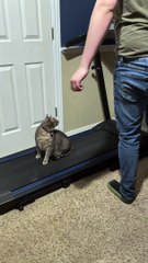 Surprising the Cat by Turning the Treadmill On