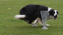 Crufts Agility Winner Border Collie Zest is from Preston!