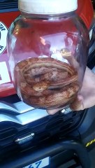 Cobra que tem origem nos EUA é encontrada em Xanxerê