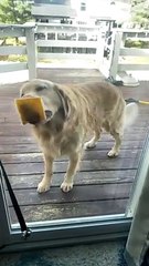 Harper the Golden Retriever Struggles with Cheese on Glass Door