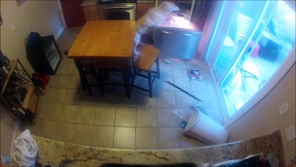 Deixou o seu labrador sozinho em casa e a câmara a gravar...