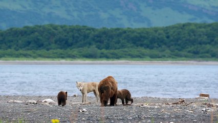 Grizzly - Extrait (3) VF