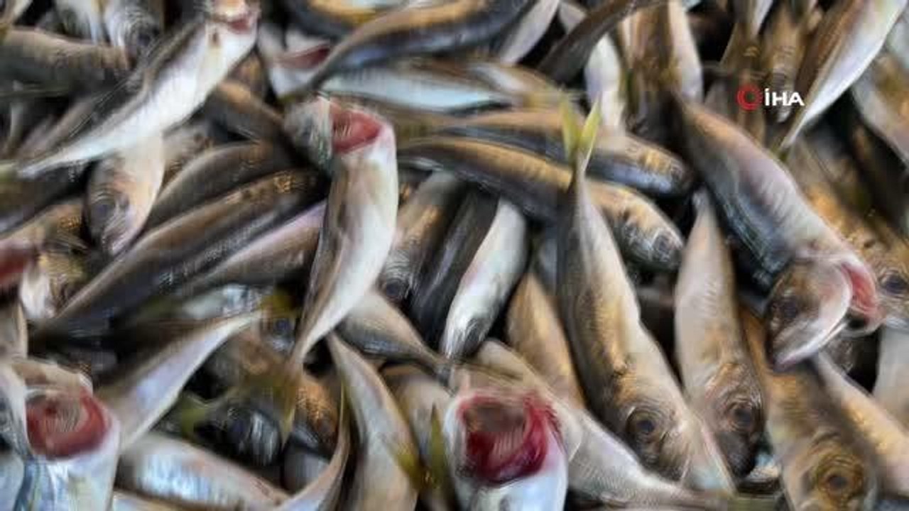 Karadeniz'deki avcılık yasağının fiyatlara yansıması bekleniyor