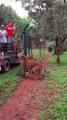 El impresionante salto de un tigre atrapando su comida en cámara lenta