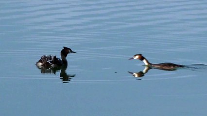 Mother duck with her chicks
