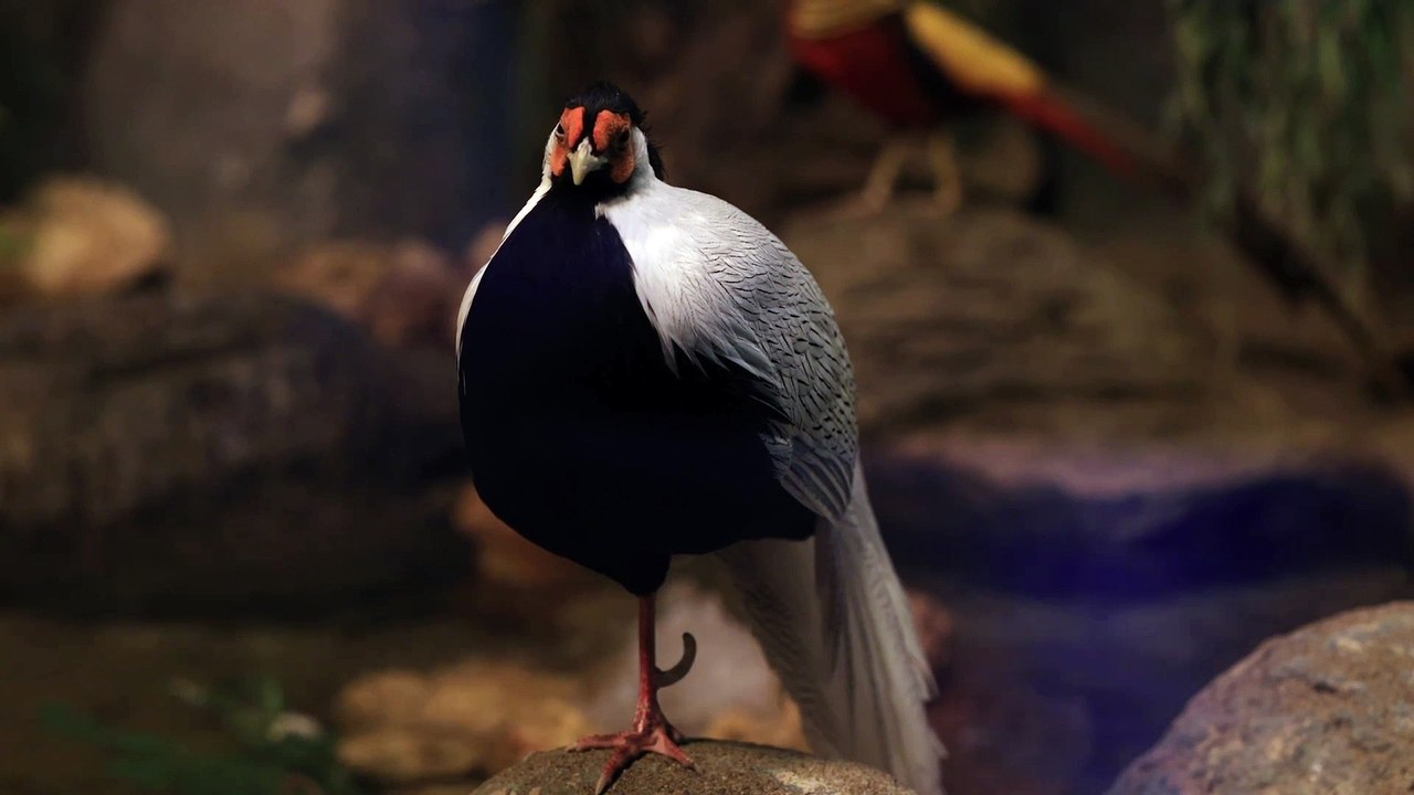 Pheasant Bird Garden