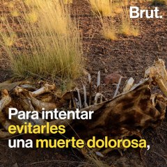 La sequía obliga a Namibia a subastar 1.000 animales salvajes