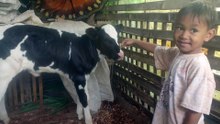 Melihat anak sapi Yang baru lahir