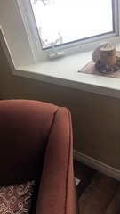 Deer Stands at Front Door