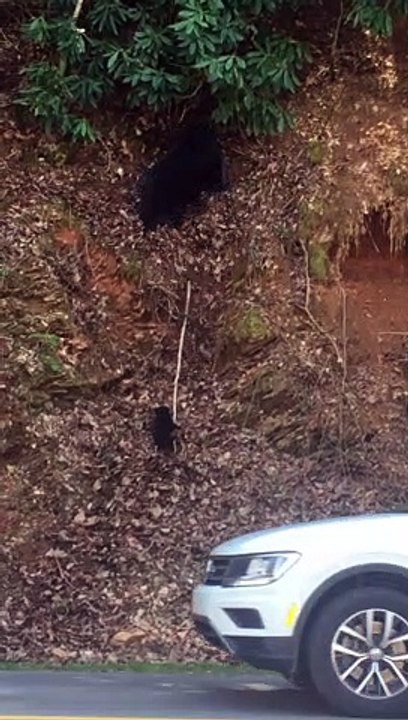 Mama Bear Takes a Tumble Trying to Help Cub