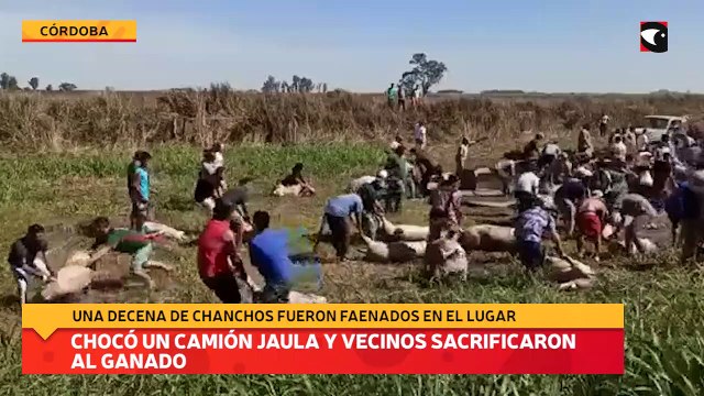 Chocó un camión jaula y vecinos sacrificaron al ganado