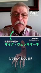 【深海で発見された風船型のタコ】