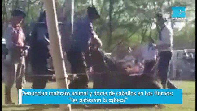 Denuncian maltrato animal y doma de caballos en Los Hornos: les patearon la cabeza