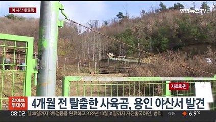 [핫클릭] 4개월 전 탈출한 사육곰, 용인 야산서 발견 外
