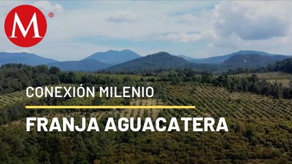 Aguacateros y su agenda verde | Conexión Milenio