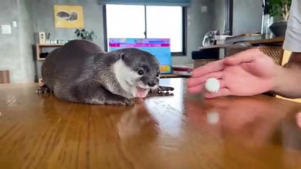 아빠와 디저트를 먹는 수달　Otter Eating Dessert with Dad