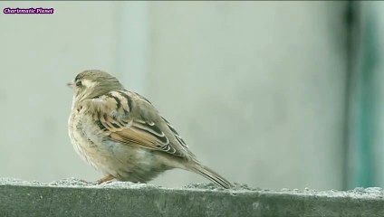 Common House Sparrow Female Bird - Sparrow Video