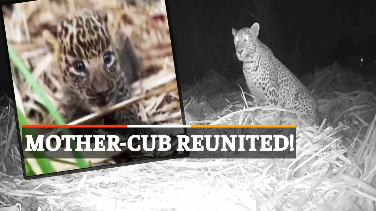 WATCH | Leopard Cub Rescued By Forest Officials In Nashik, Later Reunites With Mother