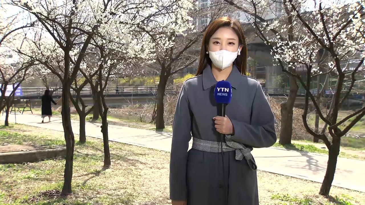[날씨] 포근한 날씨에 봄꽃 활짝...내일∼모레 전국 비 / YTN