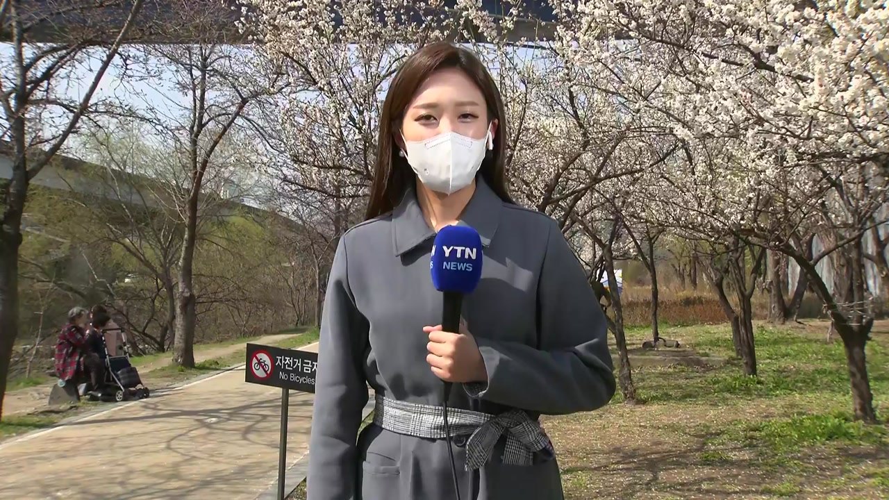 [날씨] 화사한 봄꽃 만발한 도심 거리...내일∼모레 전국 봄비 / YTN