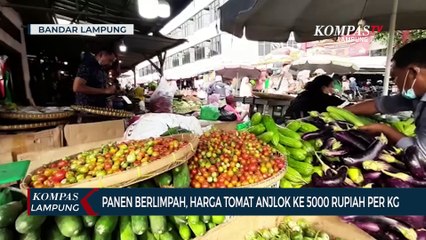 Panen Berlimpah, Harga Tomat Anjlok Jadi 5.000/ Kg