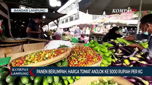Panen Berlimpah, Harga Tomat Anjlok Jadi 5.000/ Kg