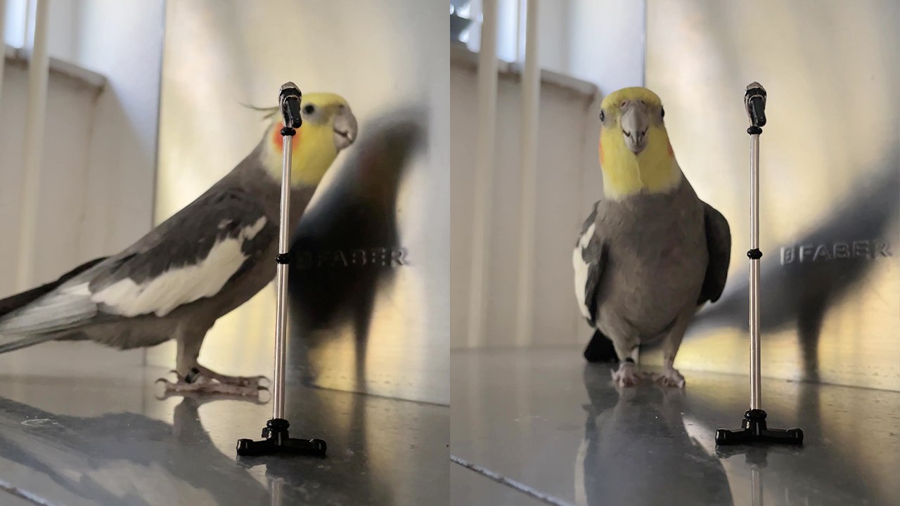 'Donny the singing cockatiel SLAYS his first-ever 'Live Performance' '