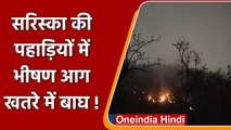 Rajasthan: 24 घंटे में दूसरी बार Sariska Tiger Reserve में लगी आग, खतरे में बाघ | वनइंडिया हिंदी