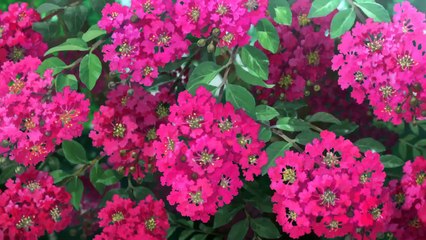 Miss Hokusai - VO (2)