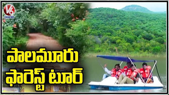 Mini Forests Attract Tourists | Telangana | V6 News
