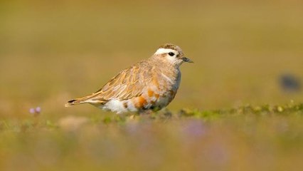 ANTALYA'DA 3 GÜNDE 120 TÜR KUŞ GÖZLEMLENDİ - YENİDEN