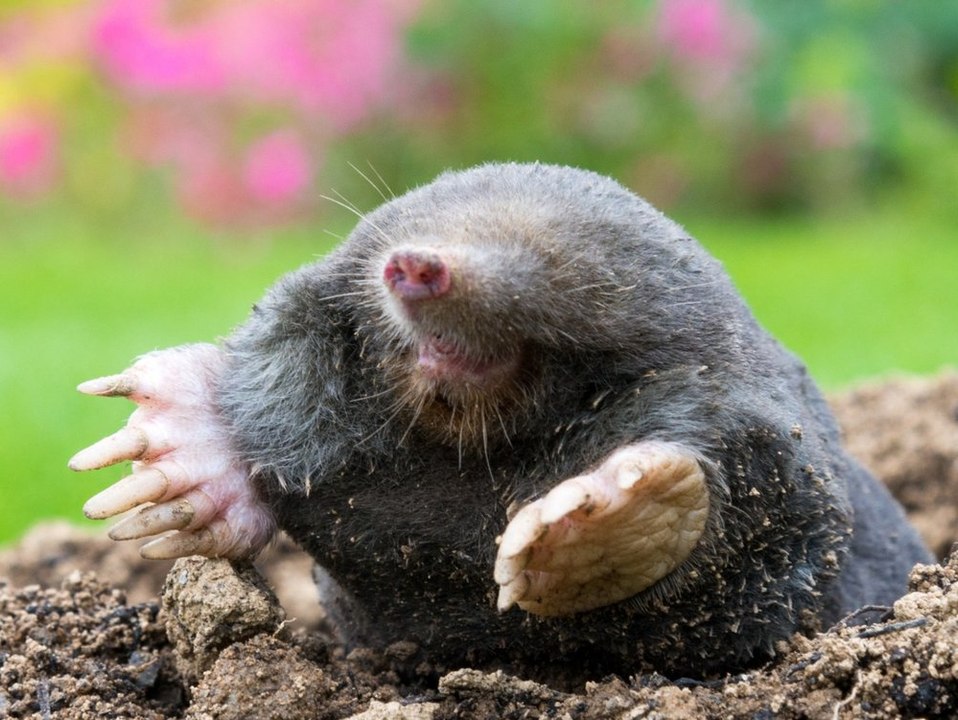 Maulwurf: Wie Alkoholflaschen und Co. den eifrigen Gräber abschrecken