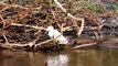 Snowy Egret