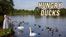 Feeding The Hungry Pond Ducks Video By Kingdom Of Awais
