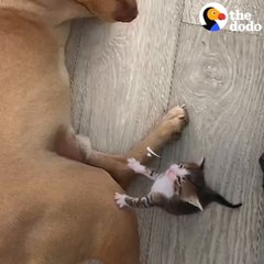 Pittie Learns How To Be Friends With…Kittens!