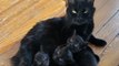Cat Is So Proud To Show Off Her Kittens To Her Foster Mom
