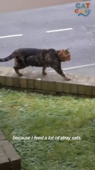 Stray Cat Shows Up At House And Chooses His New Mom