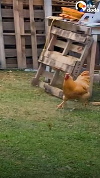 Rooster Loves Chasing This Big Dog
