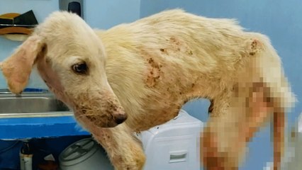 This Street Dog Is A Whole New Pup Now