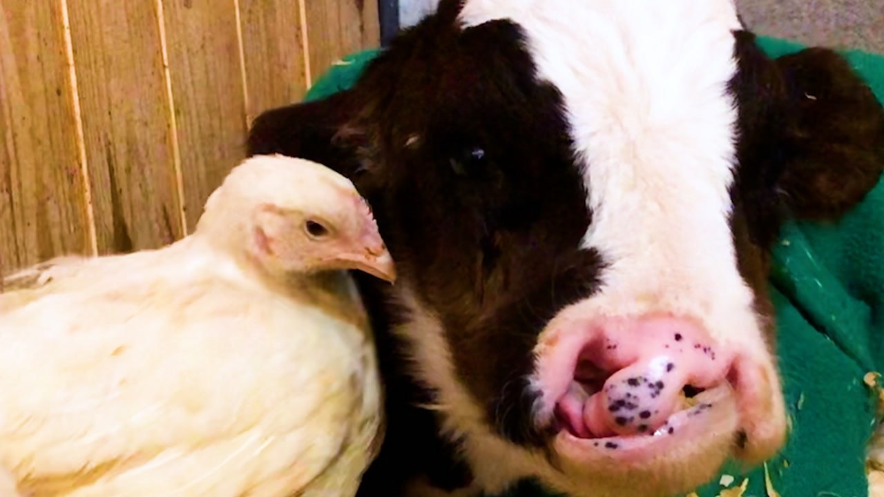 Baby Cow Who Was All Alone For Months Now Falls Asleep With His Chicken Every Night