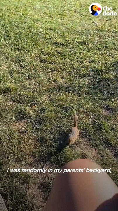 Chipmunk Gets Jealous When This Woman Talks To Other Chipmunks