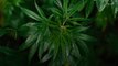 House Passes Landmark Marijuana Legalization Bill