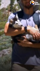 Husky Was A Spoiled Only Child — Until This Tiny Kitten Came Along