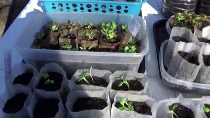 1-21-22.  Flower Garden Progress Update:  January 21 to March 25th Update.