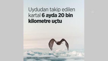 (VİDEO-GRAFİK) - Uydudan takip edilen kartal 6 ayda 20 bin kilometre uçtu